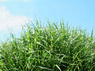 日本の田舎の風景　7月　ホタルガヤ