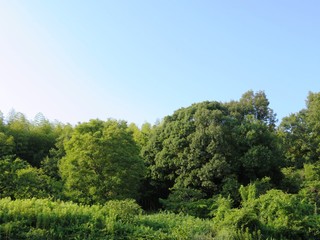 Fototapeta na wymiar 日本の田舎の風景　7月　山の木々
