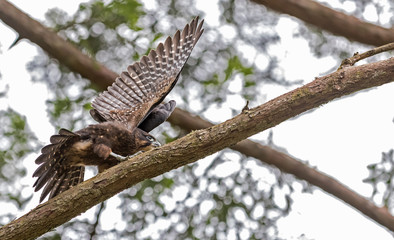New Zealand Falcon (Karearea)(Falco novaeseelandiae) perched on branch and wings outstretched