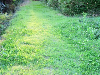 日本の田舎の風景　7月　田舎道