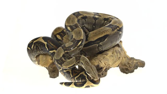 Royal Python or Python regius on wooden snag in studio against a white background.