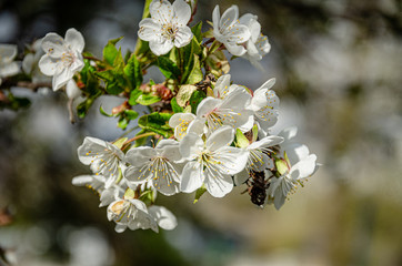 Beautiful cherry blossom in the garden in spring, harvest for bees.