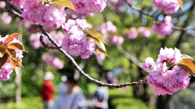 里桜の並木道を散歩する人々