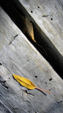 Yellow Leaf On Grey Wood Plank