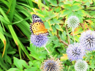 日本の田舎の風景　7月　ツマグロヒョウモンとルリタマアザミ