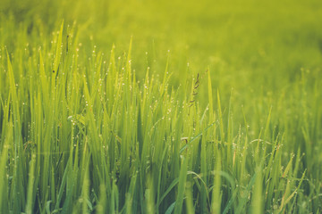 Water drops or Dew drops on the green grass and Boken on sunlight.