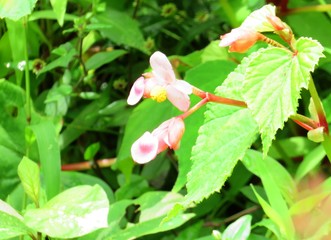 日本の田舎の風景　7月　花　シュウカイドウ