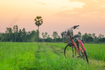 Fototapeta na wymiar Landscape picture Vintage Bicycle with Summer grass field at sunset.