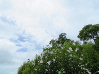 日本の田舎の風景　7月　花　ムクゲ