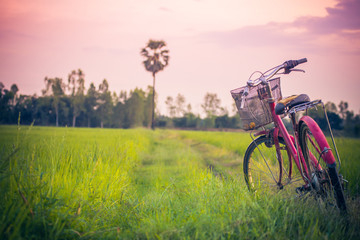 Fototapeta premium Landscape picture Vintage Bicycle with Summer grass field at sunset.