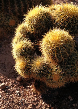 Cactus Detail, Desert Botanical Garden, Phoenix, Arizona