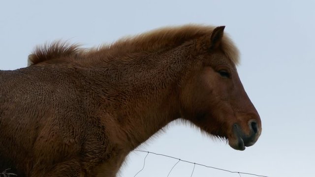 Medium shot low angel shot of Faeroes Icelandic pony with mane waving in wind and white background