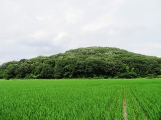 日本の田舎の風景　7月　水田と山