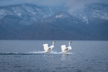 屈斜路湖に飛来した白鳥