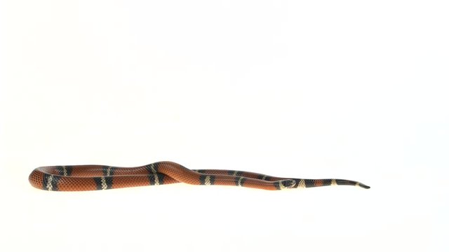 Sinaloan milk snake, Lampropeltis triangulum sinaloae, in front of white background