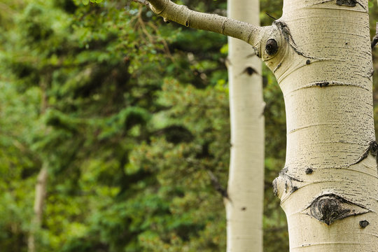 The Quaking Aspen Tree Trunk Within Rocky Mountain National Park, Colorado