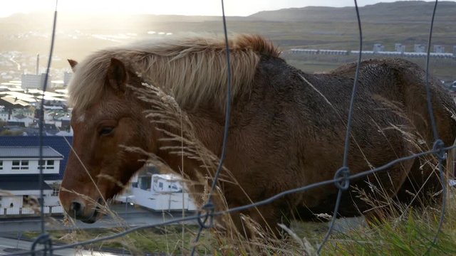 Medium shot of Faeroes Icelandic pony with sunlight in background