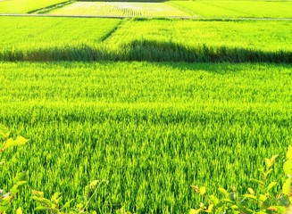 Obraz premium 日本の田舎の風景 7月 田んぼの夕景