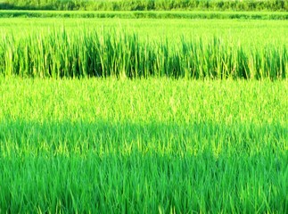 日本の田舎の風景　7月　田んぼの夕景