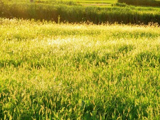 日本の田舎の風景　7月　休耕田の夕景