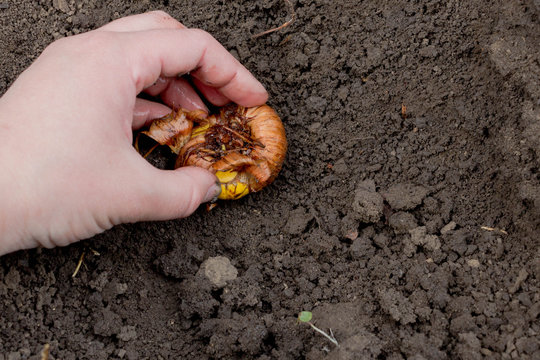 Floriculture, preparation and planting of gladiolus bulbs in the ground in spring. A yellow gladiolus bulb in the husk in the hand of a female gardener against the background of black earth soil.