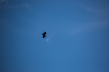 Fototapeta premium Vulture flight in Montsec, Lleida, Spain