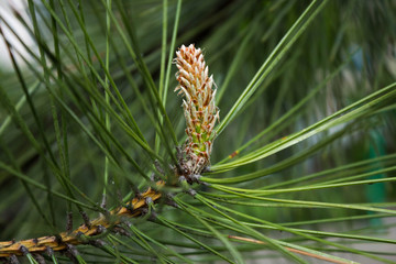 Natural pine wood background for postcard or Wallpaper. Concept of nature. A sprig of young pine with long needles in early spring with a Bud (cone) blooming on a blurred background.