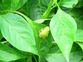 日本の田舎の風景　7月　アマガエル