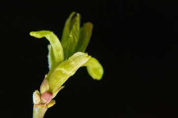 blossomed birch kidney macro
