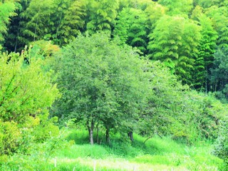 Fototapeta na wymiar 日本の田舎の風景　7月　山の木々　柿