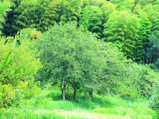 Deurstickers 日本の田舎の風景　7月　山の木々　柿 © 史恵 堤