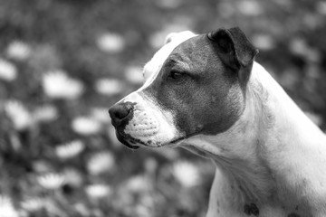 Black and white photo of a dog, Sydney Australia