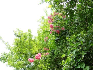 Fototapeta na wymiar 日本の田舎の風景　7月　花　サルスベリ