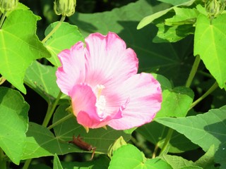 日本の田舎の風景　7月　花　芙蓉