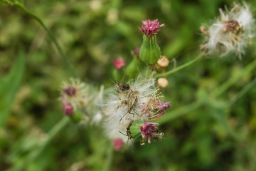 Um Passeio pela fazenda, desbravando a natureza