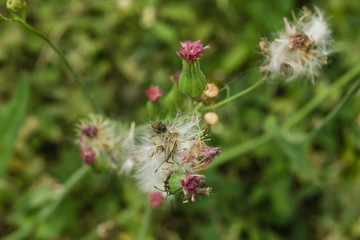 Um Passeio pela fazenda, desbravando a natureza
