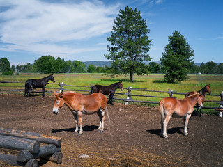 Horses in Grand Teton National Park, USA