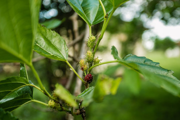 Um Passeio pela fazenda, desbravando a natureza