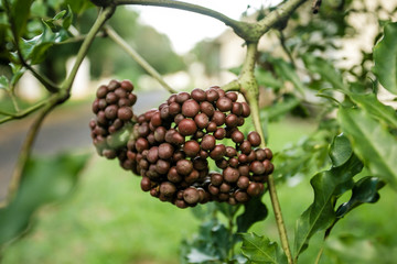 Um Passeio pela fazenda, desbravando a natureza