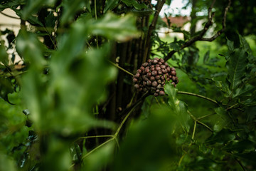 Um Passeio pela fazenda, desbravando a natureza