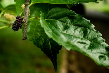 Um Passeio pela fazenda, desbravando a natureza