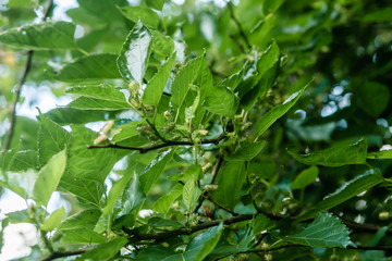 Um passeio pela fazenda