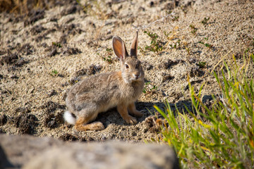 Naklejka na ściany i meble Small Wild Rabbit with cotton tail in Desert terrain