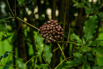 Um passeio pela fazenda