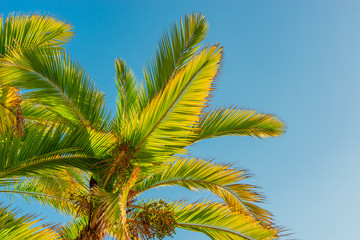 Looking up at Palm trees in San Diego, California against blue sky.