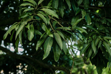 Um passeio pela fazenda