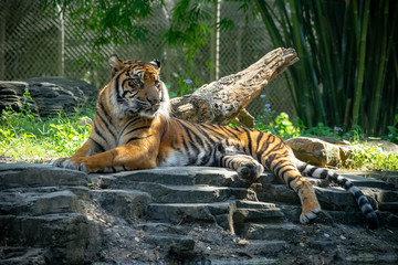 Captive Malayan tiger in a United States zoo. 