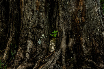 Um passeio pela fazenda