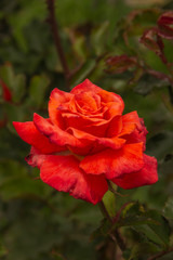 Rosas. Flores de jardín. Flores que evocan amor y amistad. Recursos gráficos muy usados en el Día de la Madre, San Valentín y para ocasiones especiales. 