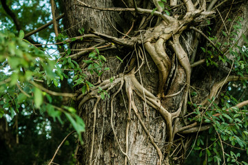 Um passeio pela fazenda